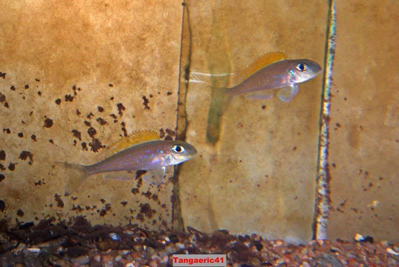 Xenotilapia flavipinnis 'Bilila (Kavala) Island'